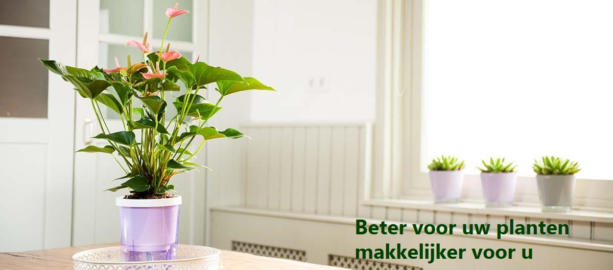 cav0003_mm_header_met_tekst